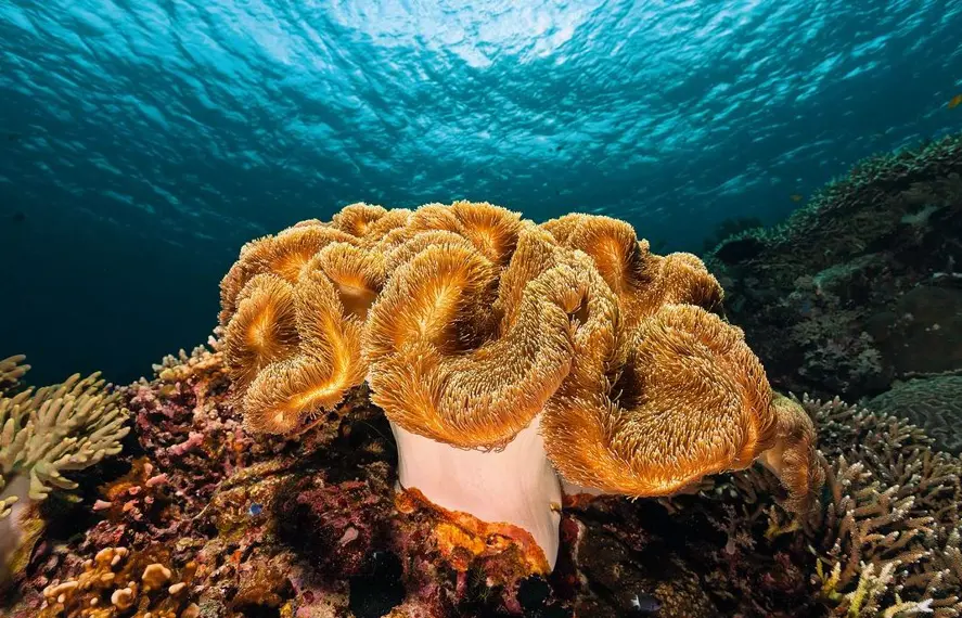 Corals Experience - Beautiful coral reef formations